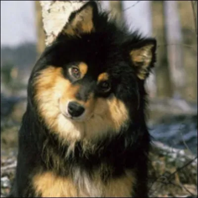 Et nous finirons avec ce chien poilu et magnifique :