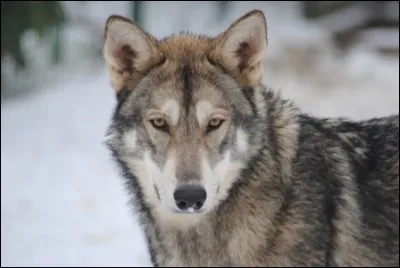 Quel est ce chien de caractère sociable qui est surtout un chien de compagnie et qui n'est d'aucune utilité pour la défense ?