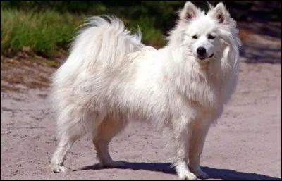 Et en voici un autre, parmi les chiens blancs, quel est son nom ?