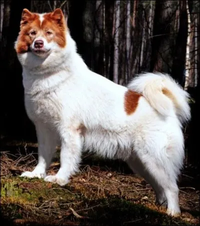 Quel est celui-là, décrit comme un animal loyal courageux et intelligent ?