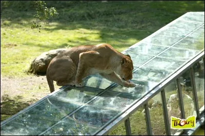 Le zoo est n&eacute; d'une id&eacute;e pionni&egrave;re, celle de son propri&eacute;taire le vicomte de La Panouse. Pour la premi&egrave;re fois, na&icirc;t en France, un parc zoologique o&ugrave; les animaux vivent en libert&eacute; et les hommes circulent en v&eacute;hicule dans cette nature sauvage. Quel est le nom de ce zoo ouvert en 1968 dans le domaine du ch&acirc;teau de Thoiry ?