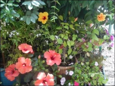 " Les filles sont jolies Dès que le printemps est là mais les serments s'oublient Dès que le printemps s'en va Là-bas dans la prairie J'attends toujours, mais en vain Une fille en organdi Dès que le printemps revient..." : qui a chanté, en 1964, "Dès que le printemps revient" ?