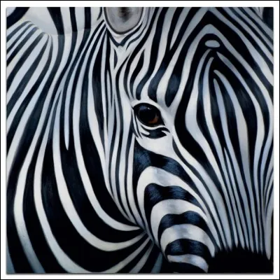 Comment dit-on 'zèbre' en espagnol ?