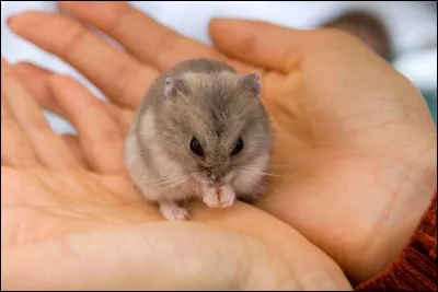 Comment dit-on 'hamster' en espagnol ?