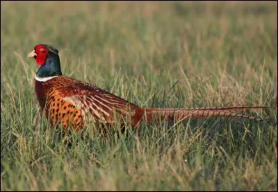 Comment dit-on 'faisan' en espagnol ?