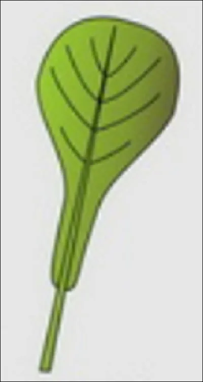 Quelle est cette forme ?