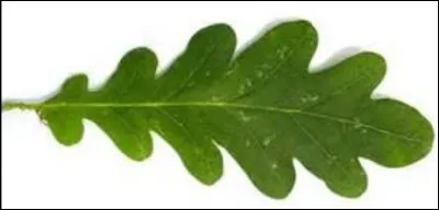 Quelle est cette forme ?