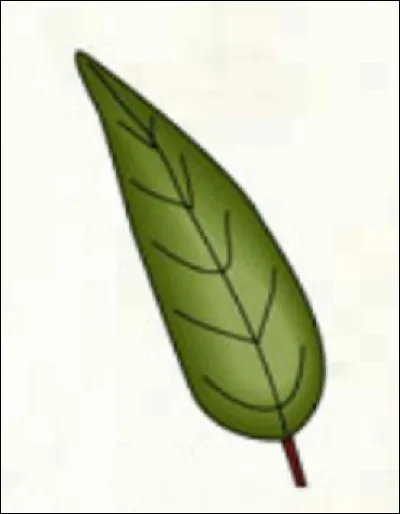 Quelle est cette forme ?