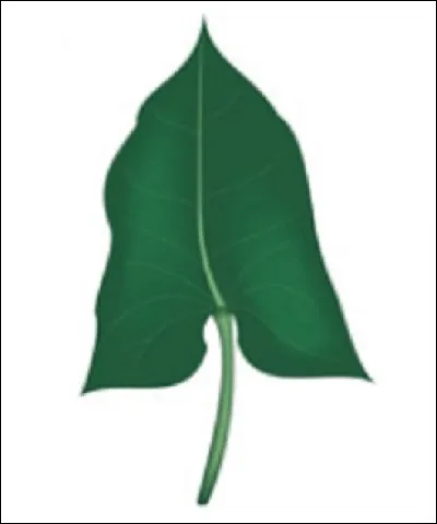 Quelle est cette forme ?