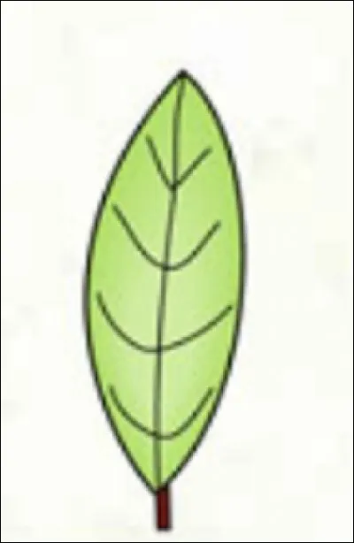 Quelle est cette forme ?