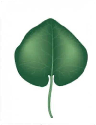 Quelle est cette forme ?