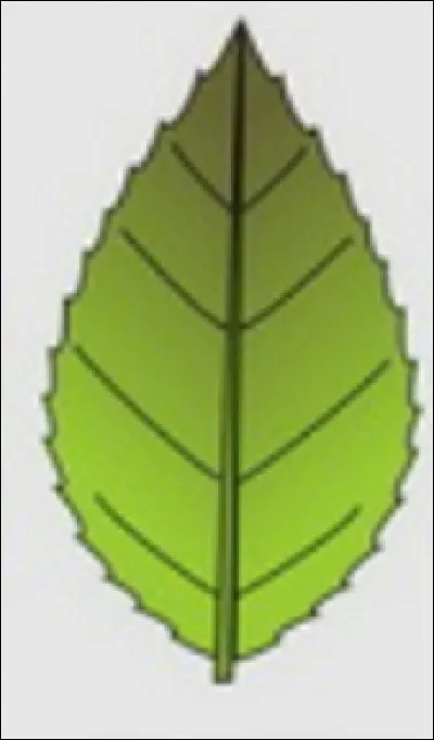 Quelle est cette forme ?