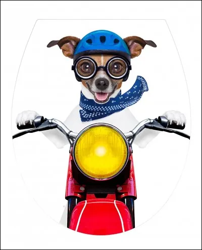 Que va devenir ce chien ?