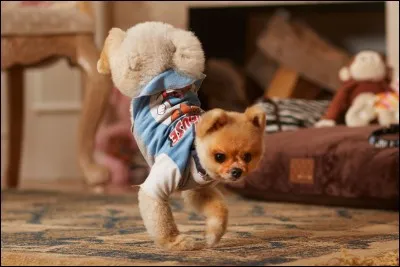 Que deviendra ce chien ?