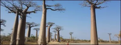 Madagascar est un pays...