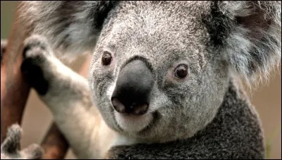 Dans quel pays peut-on trouver des koalas ?