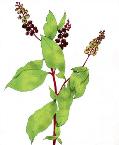 De quoi s'agit-il ? Que pouvez-vous me dire à son sujet ?