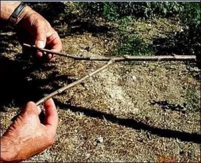 À partir de quel arbre les "baguettes de sourcier" sont-elles faites ?