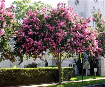 Quel est le nom latin du lilas des Indes ?