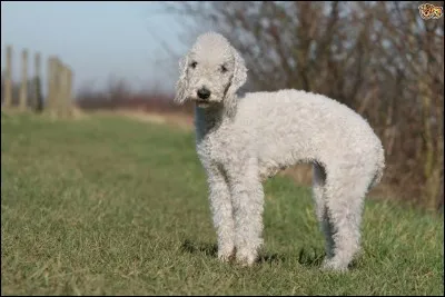 Quel est ce terrier ?