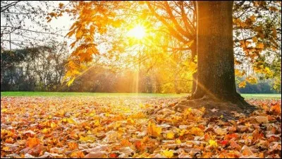 Qui chante "L'Été indien" en 1975 ?