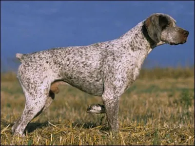 Quel est ce chien d'arrêt de taille moyenne ?