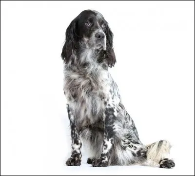 Comment se nomme ce chien de chasse aux poils un peu ondulés ?