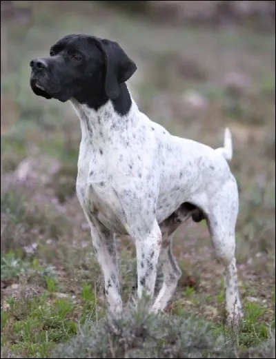 Quel est le nom de cet excellent chasseur réputé pour sa rapidité ?