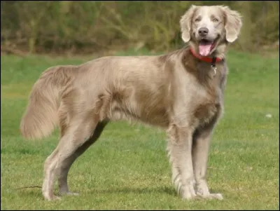 Quel est ce très joli chien ?