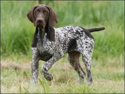 Comment se nomme celui-ci, capable de chasser tous les gibiers gros et petits, mais plus spécialement les gibiers à plumes ?