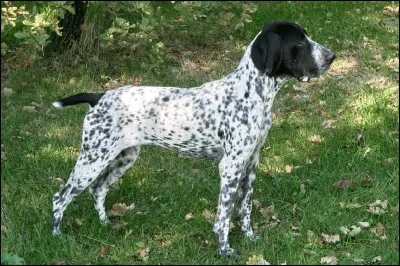 Quel est ce chien de chasse à la tête noire et blanche ?