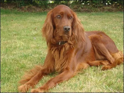 Quel est ce chien bien connu ?