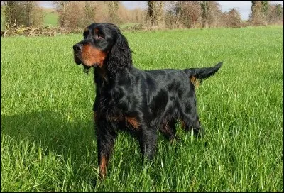 Quel est celui-ci à robe noire et feu, spécialiste du gibier à plumes ?