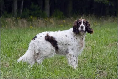 Quel est ce grand chien de chasse?