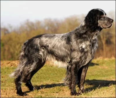 Quel est ce chien d'arrêt ?