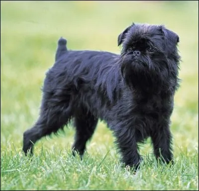 Ce chien est également classé dans les chiens d'agrément :
