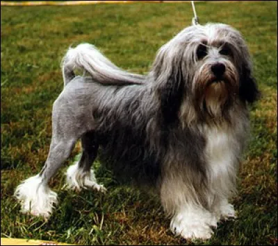 Quel est le nom de ce chien ?