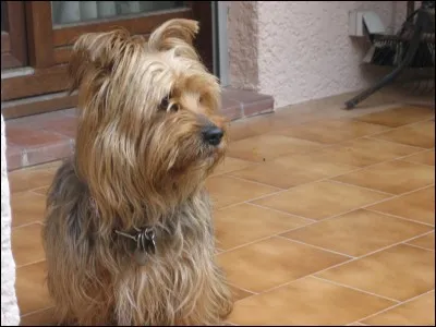 Quant aux yorkshires, font-ils partie des chiens d'agrément et de compagnie du groupe 9 ?