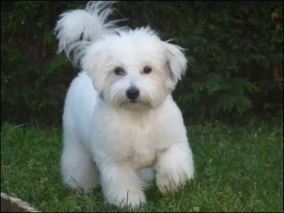 Quel est ce charmant animal ?