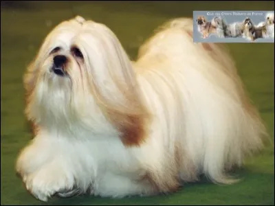 Quel est le nom de ce chien qui a la race de Pollux ?