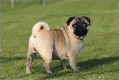 Comment s'appelle ce chien de compagnie ?