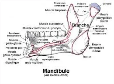 Le mot mandibule est ...