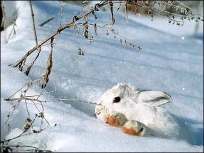 "Être blanc comme neige", veut dire...