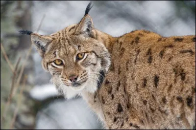 Quel animal est représenté ci-dessus ?