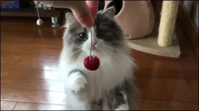 Cerise a-t-elle des animaux ?