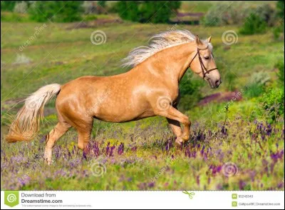De quelle robe est ce cheval qui ressemble au cheval Barbie?