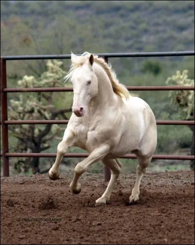 Ce cheval a une robe ...