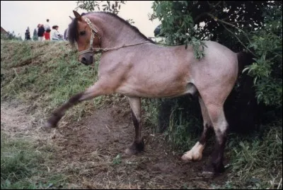 De quelle robe est ce cheval ?