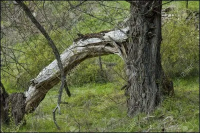 On lui prête la citation "l'imagination est la folle du logis". Quel philosophe en est l'auteur ?