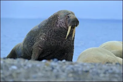 Vous trouverez, comme ça vous n'aurez pas une dent contre moi !